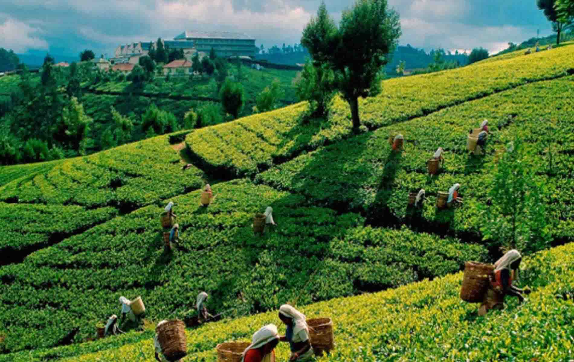 tea plantation nuwaraeliya