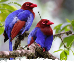 sri lankan endemic birds