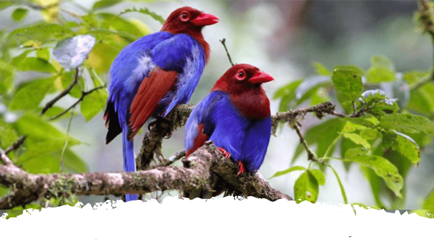 sri lankan endemic birds