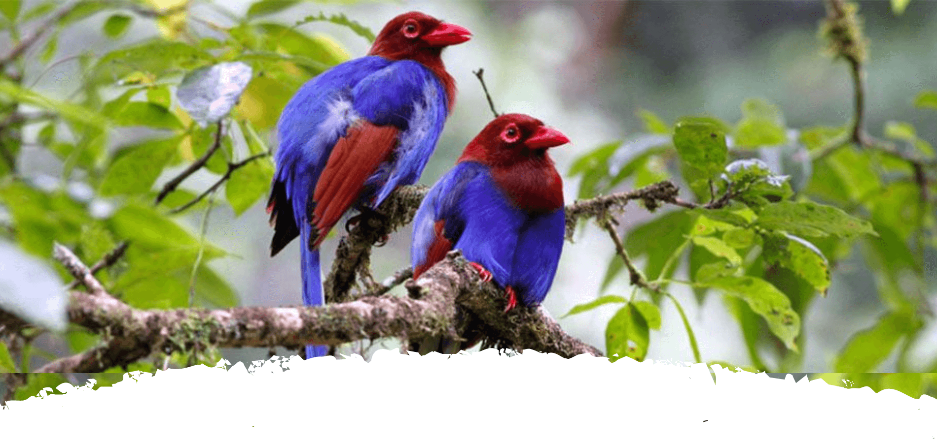 sri lankan endemic birds