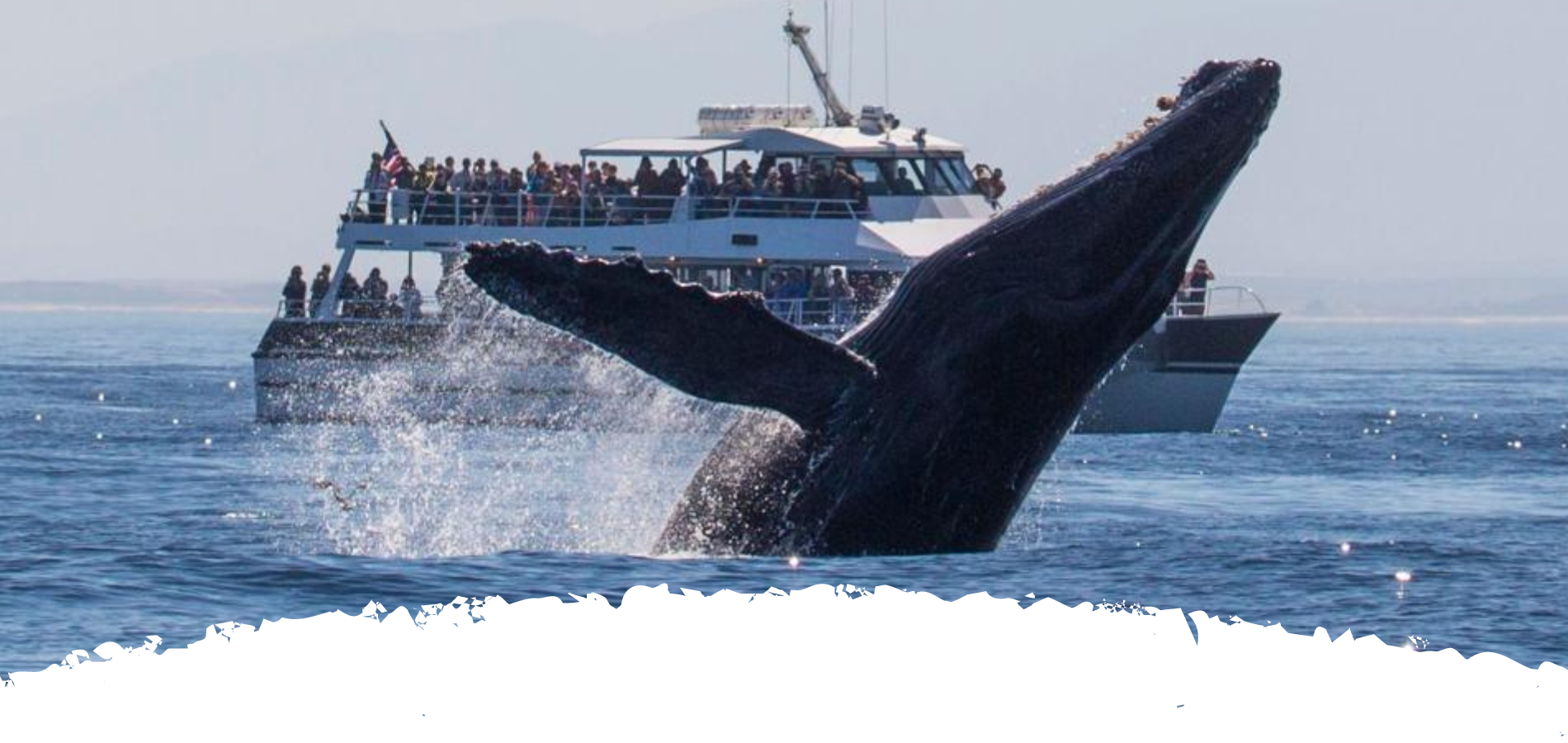 Whale watching in Sri Lanka