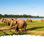 Best elephant destinations in sri lanka