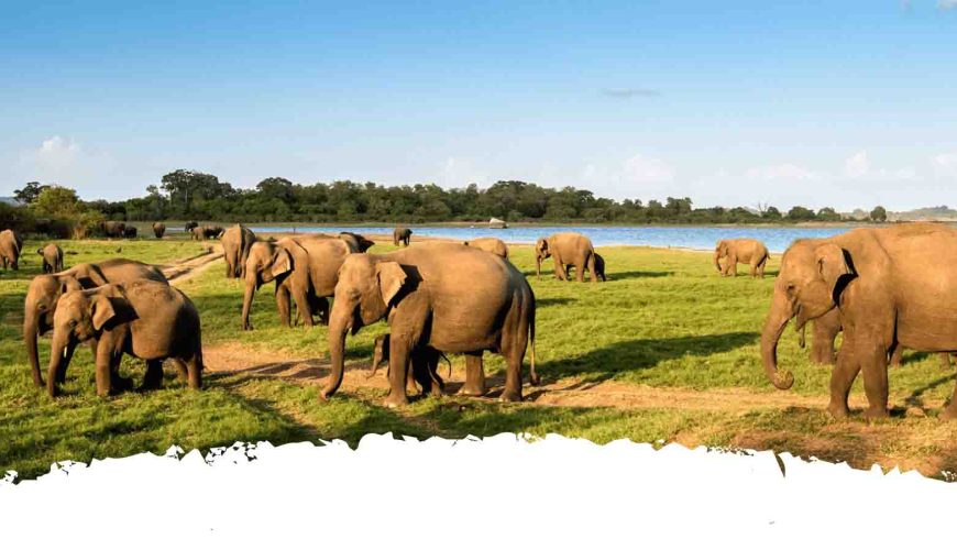 Best elephant destinations in sri lanka