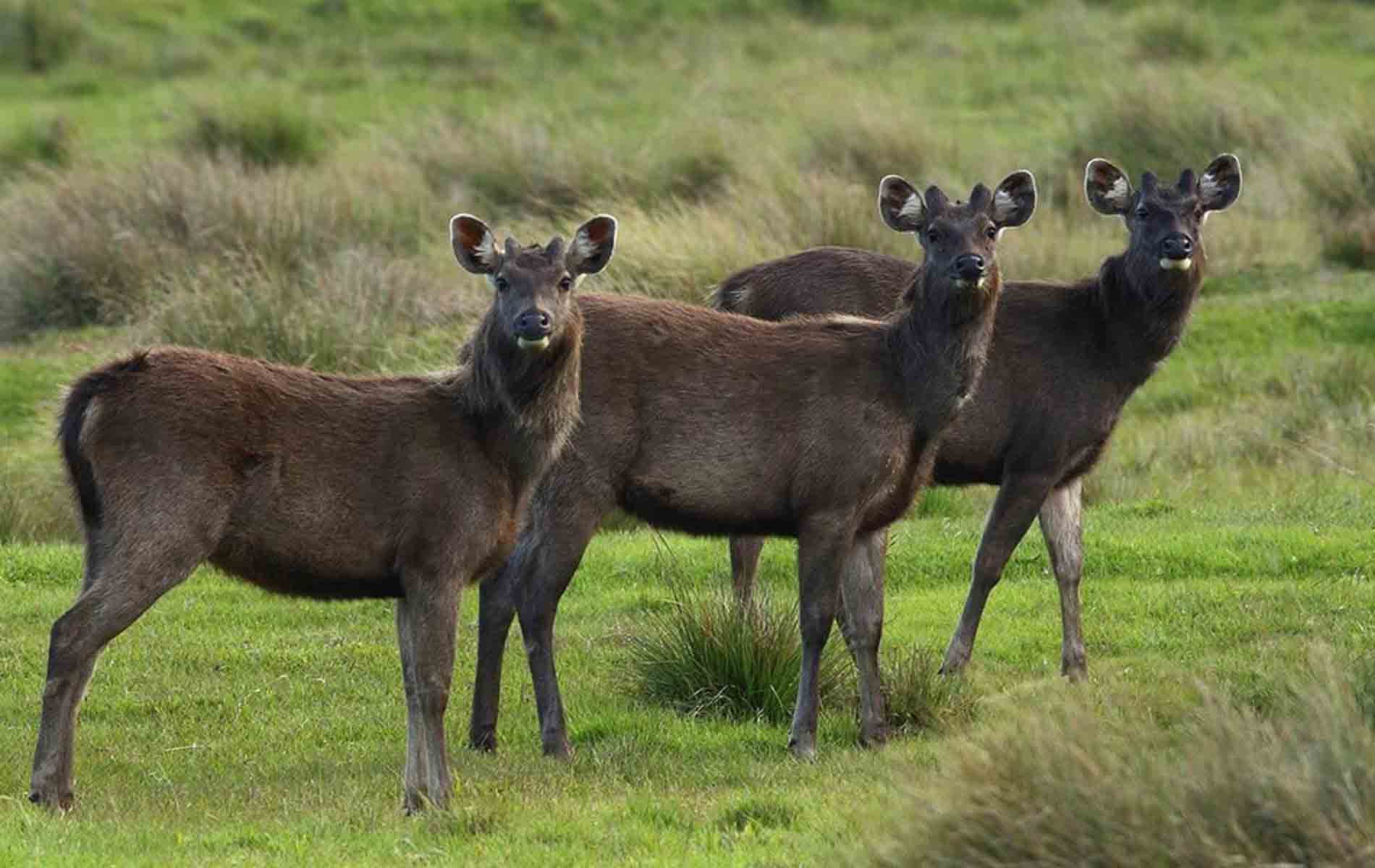 Horton-Plains-National-Park