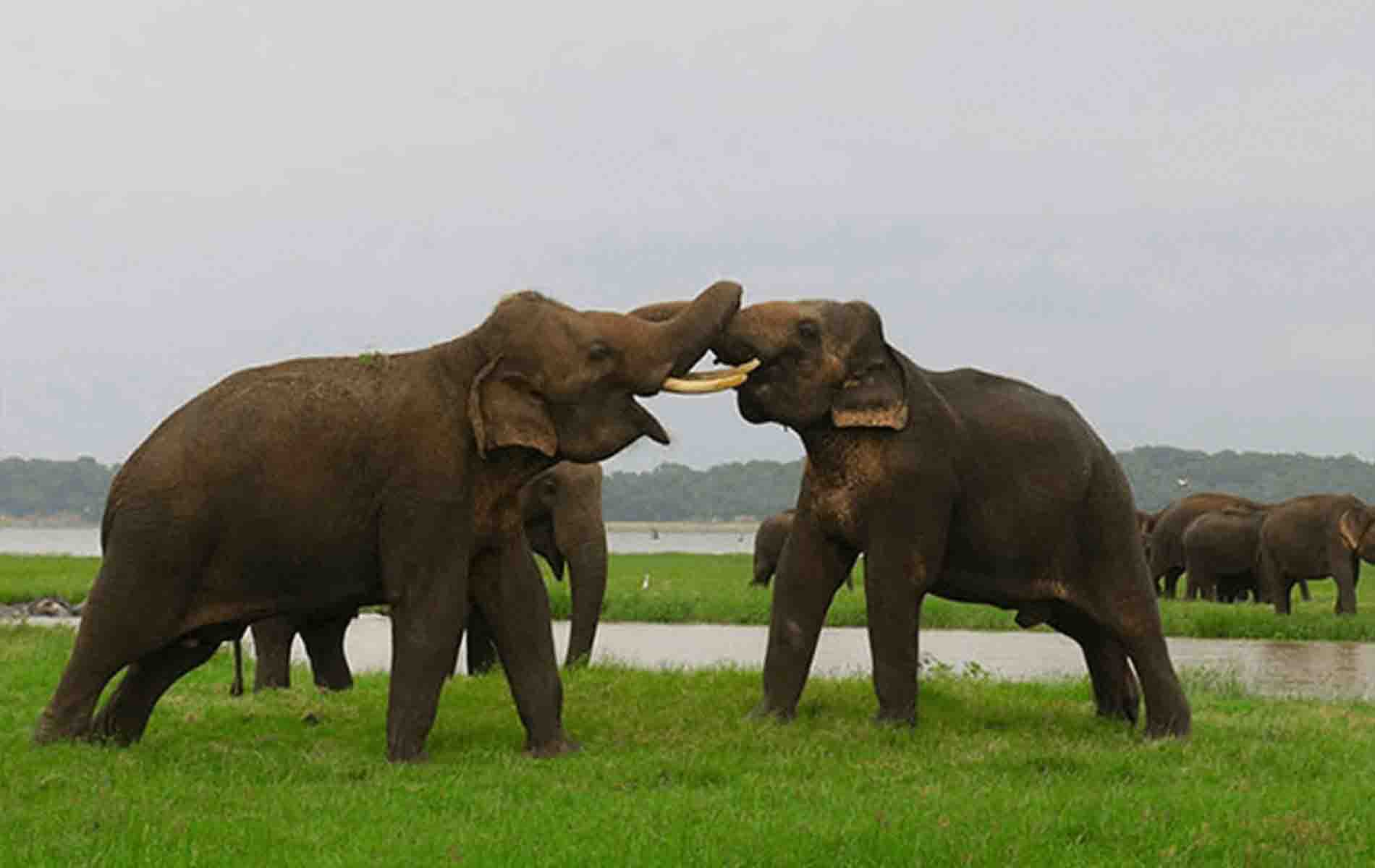 Kaudulla-National-park