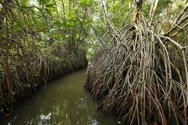 Mangrove-forests