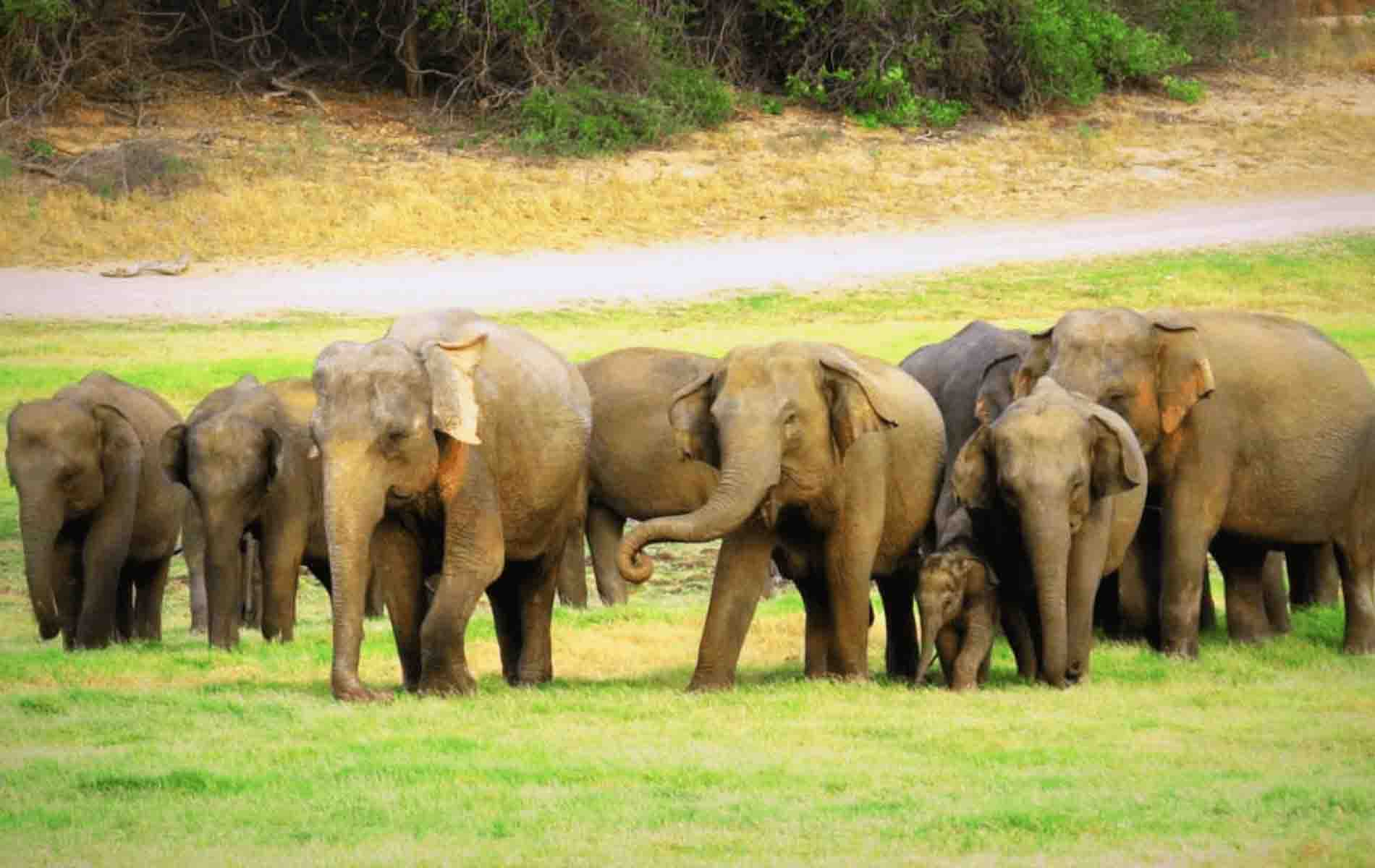 Minneriya-National-Park