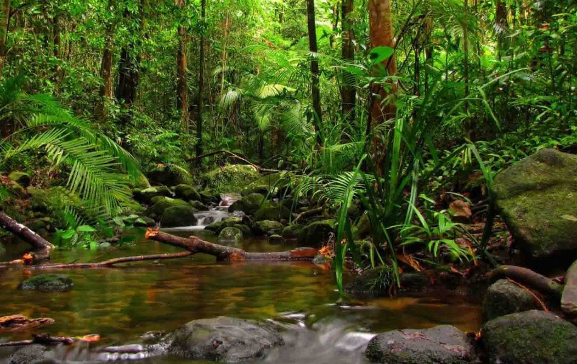 Sinharaja-Forest-Reserve