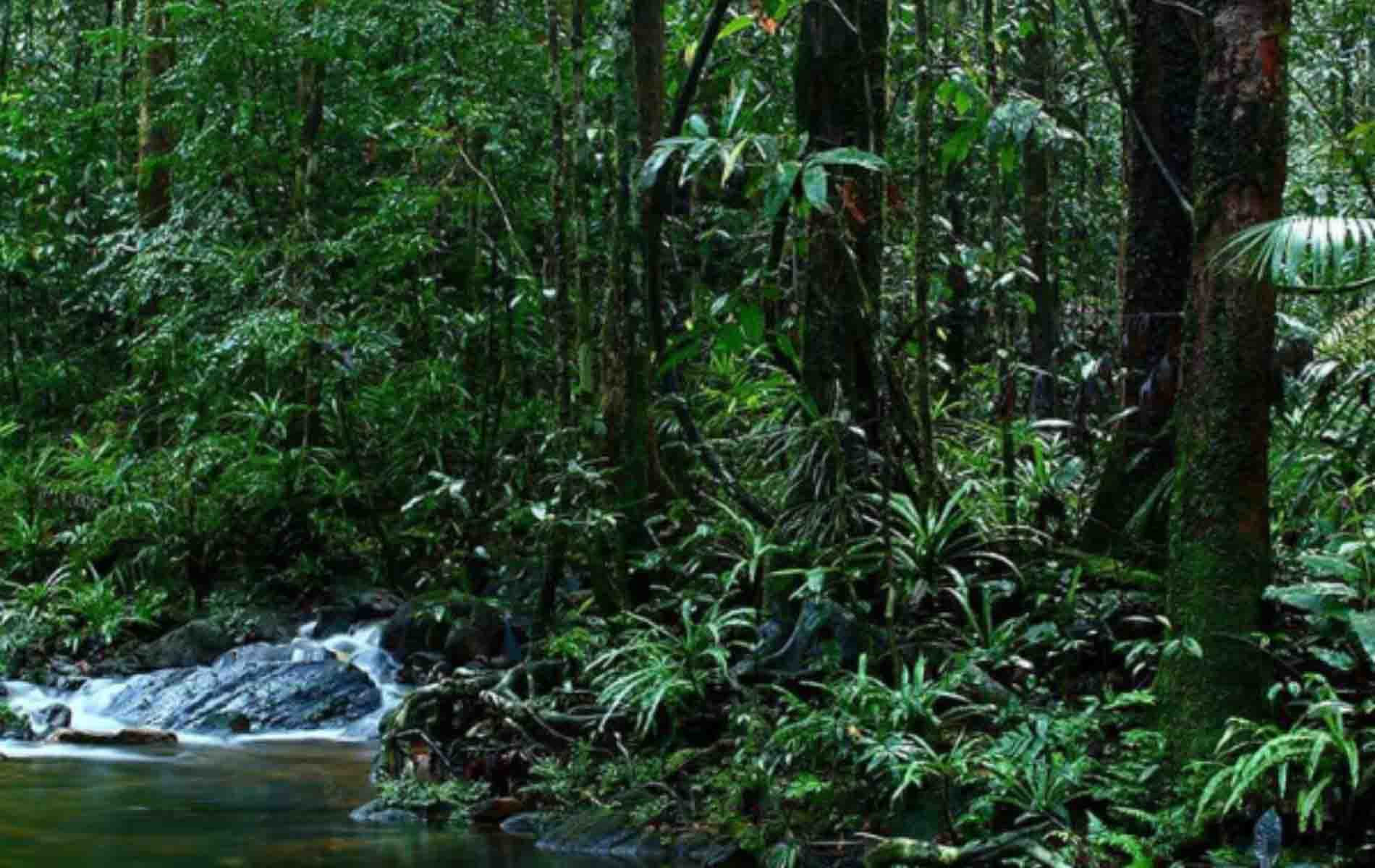 Sinharaja Rain Forest