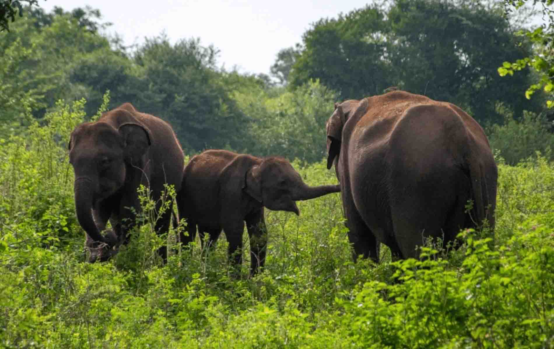 Udawalawa-National-Park