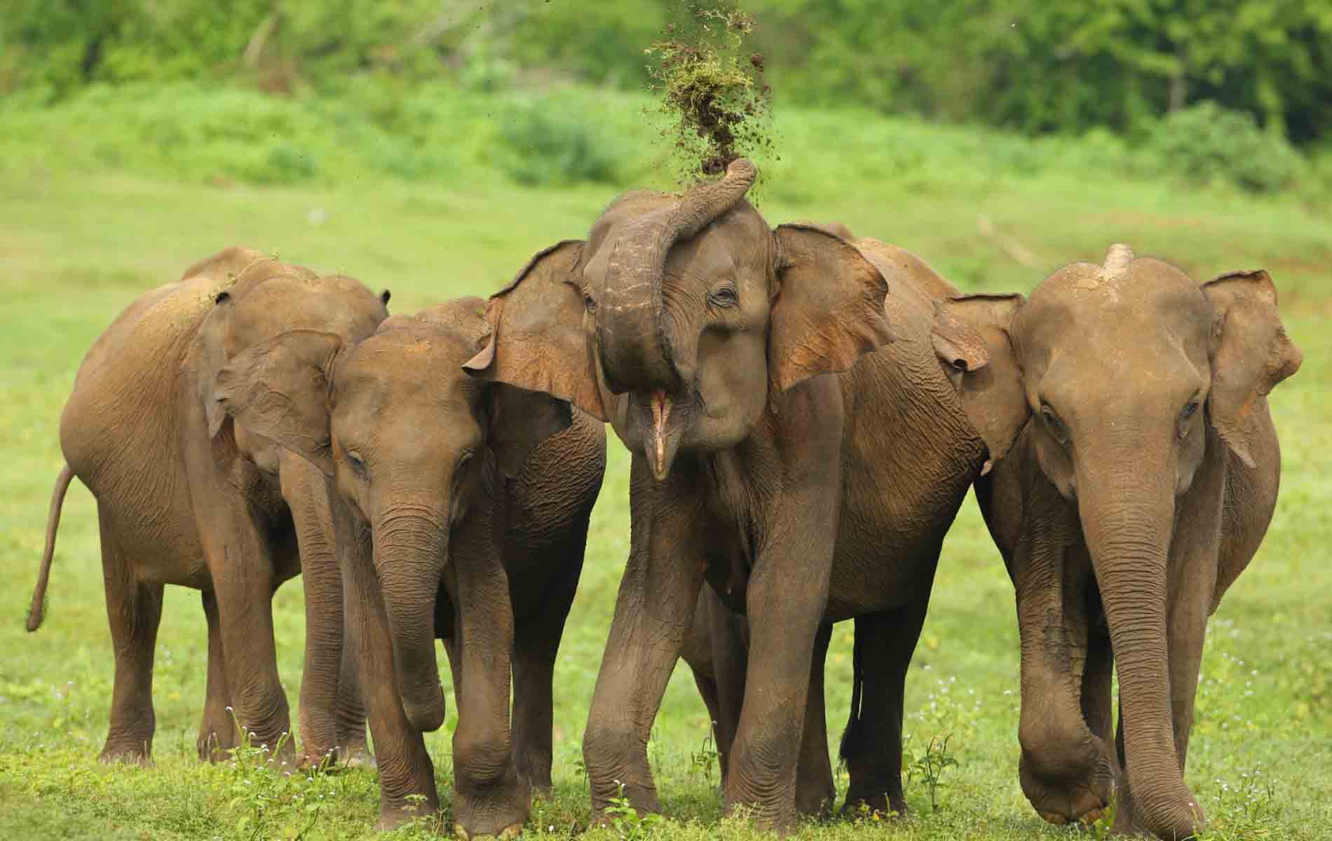 Udawalawa_National_Park