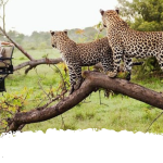 yala national park