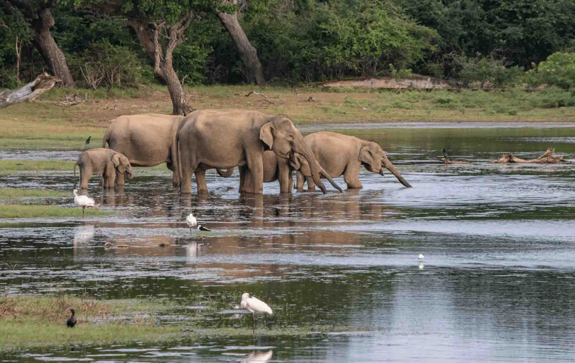 Yala-National-Park