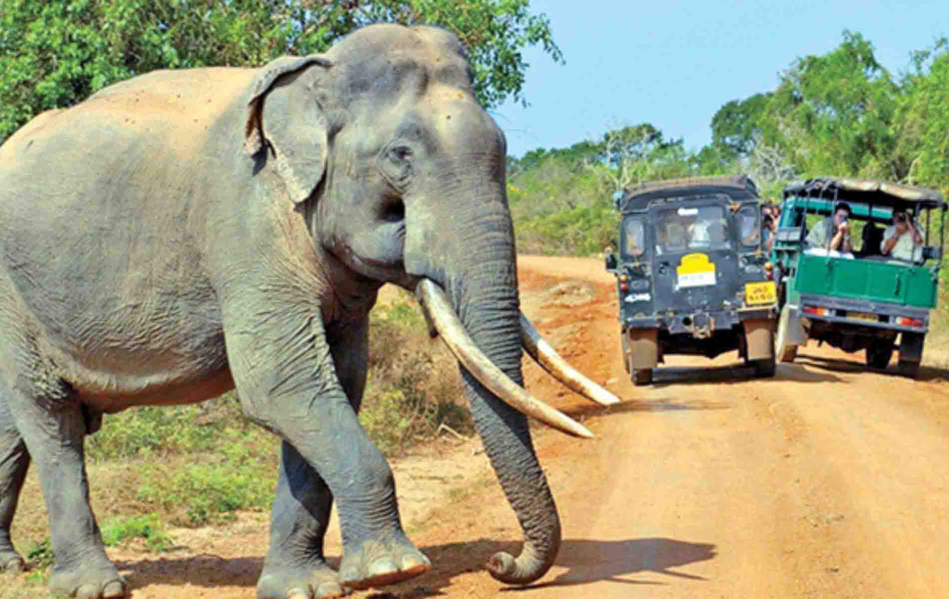 yala national park