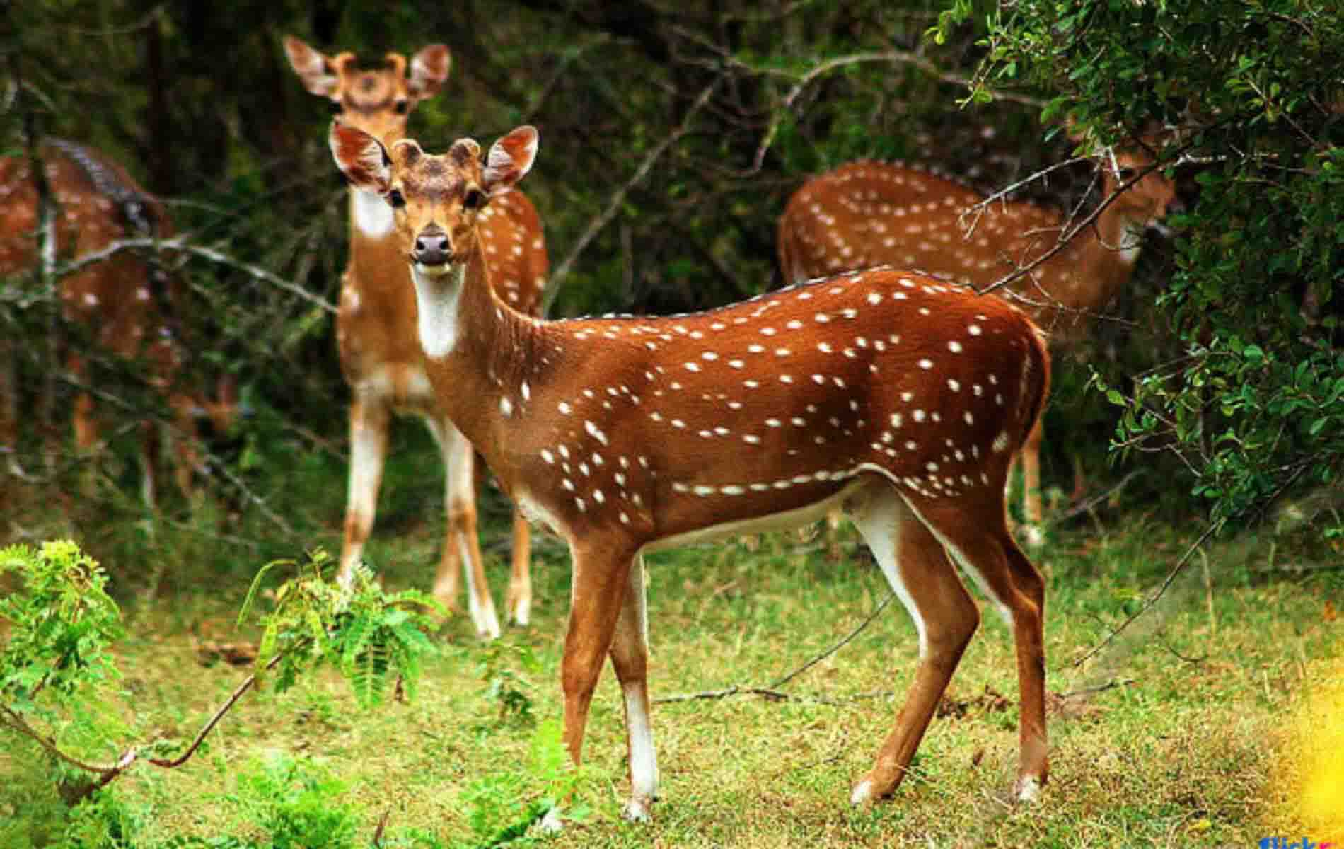 yala national park