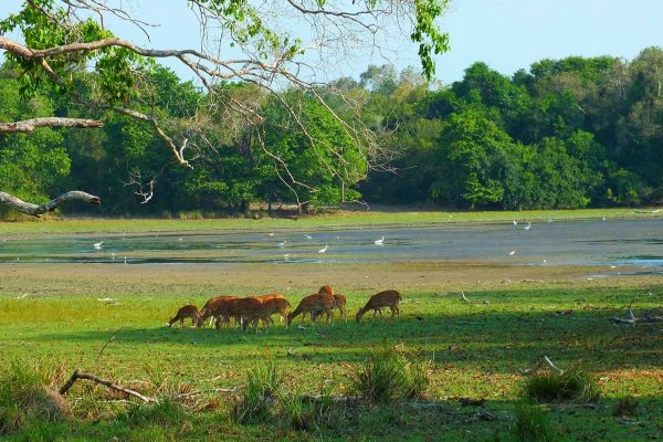 wilpattu-National-Park