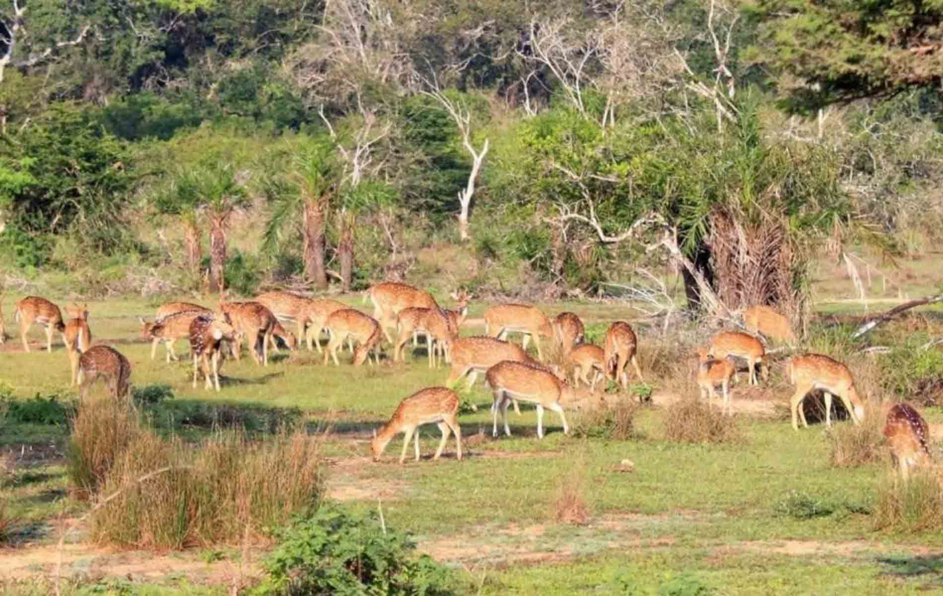 wilpattu_National_Park