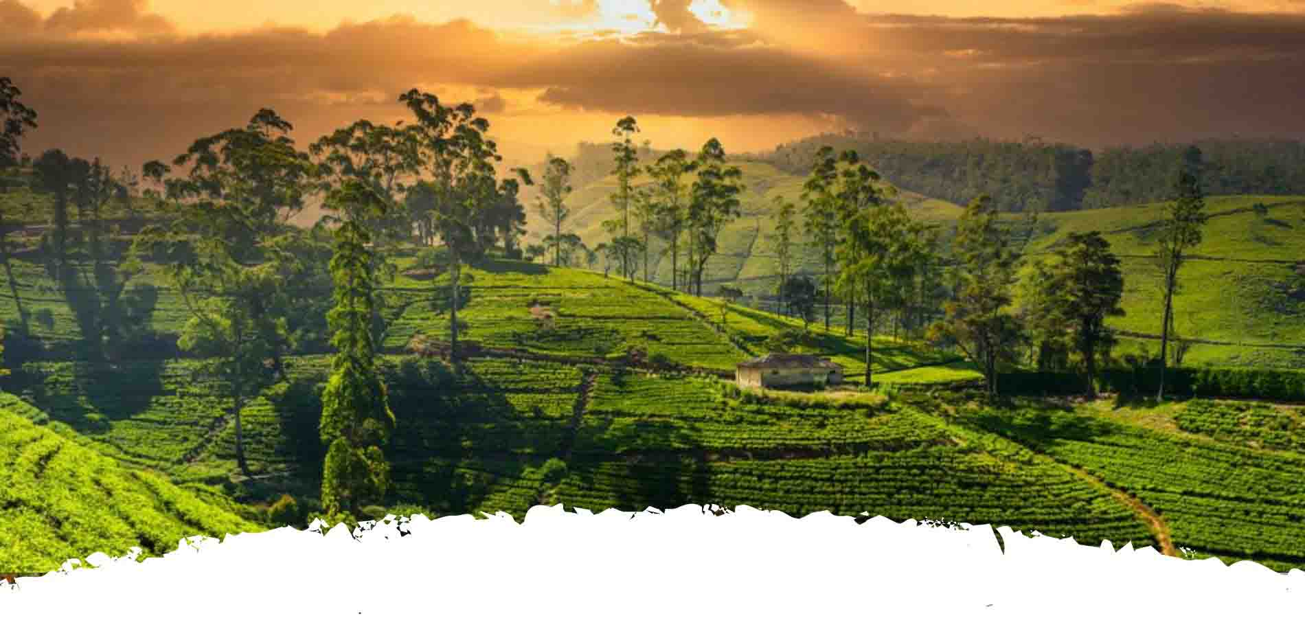 Hill Country in Sri Lanka