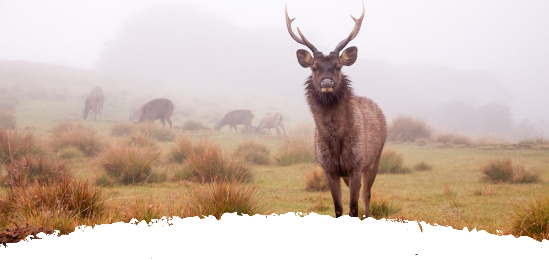 Horton plains national park