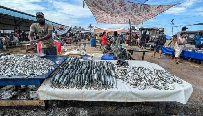 Negombo fish market