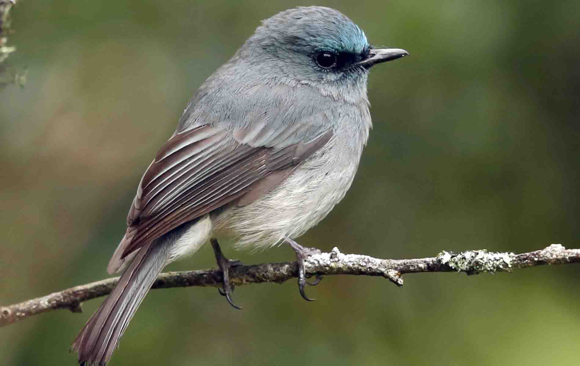 Bird species in Horton plains