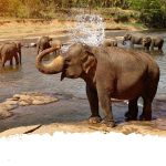 Pinnawala elephant orphanage