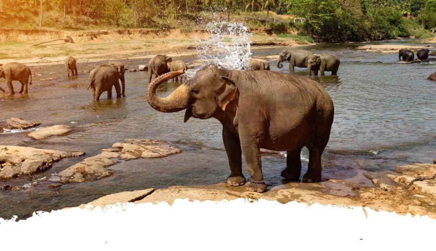 Pinnawala elephant orphanage