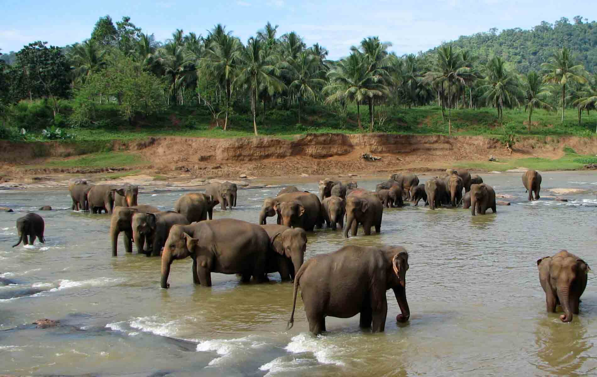 Pinnawala elephant orphanage