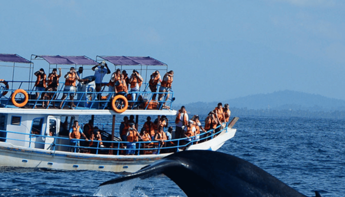 Whale_watching_mirissa