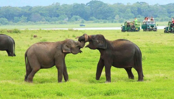 Wildlife experience in Sri Lanka