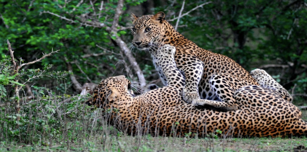 Classic Sri Lanka Discovery Tour Look Lanka 18