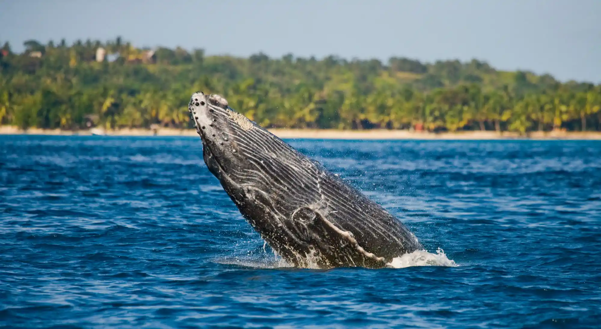 Whale watching or turtle experiences
