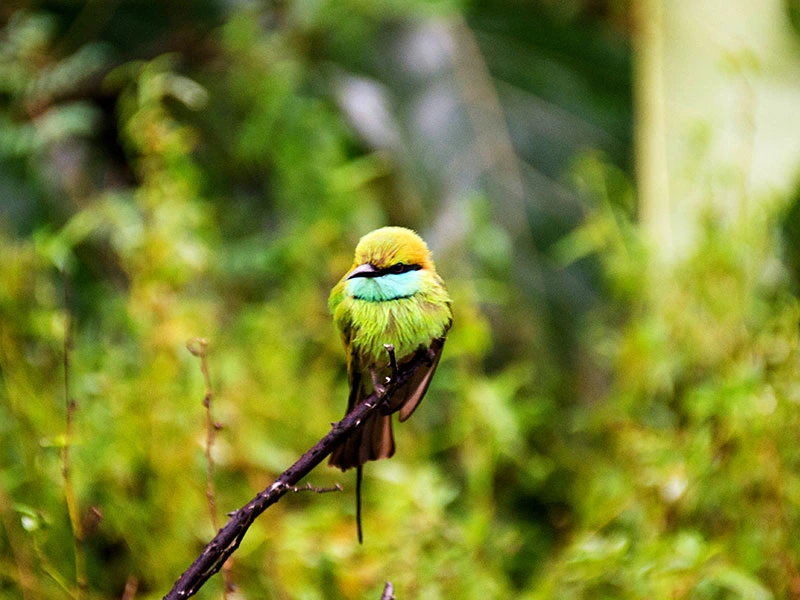 Birdwatchers and photographers