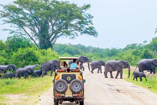 Jeep safaris in national parks