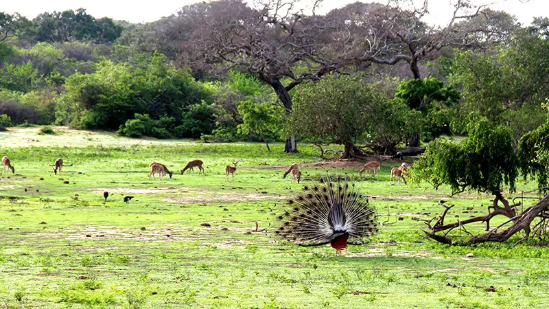 Yala vs Udawalawe safari, Yala National Park safari, Udawalawe safari, best safari in Sri Lanka, Sri Lanka elephant safari, Sri Lanka leopard safari, Yala or Udawalawe