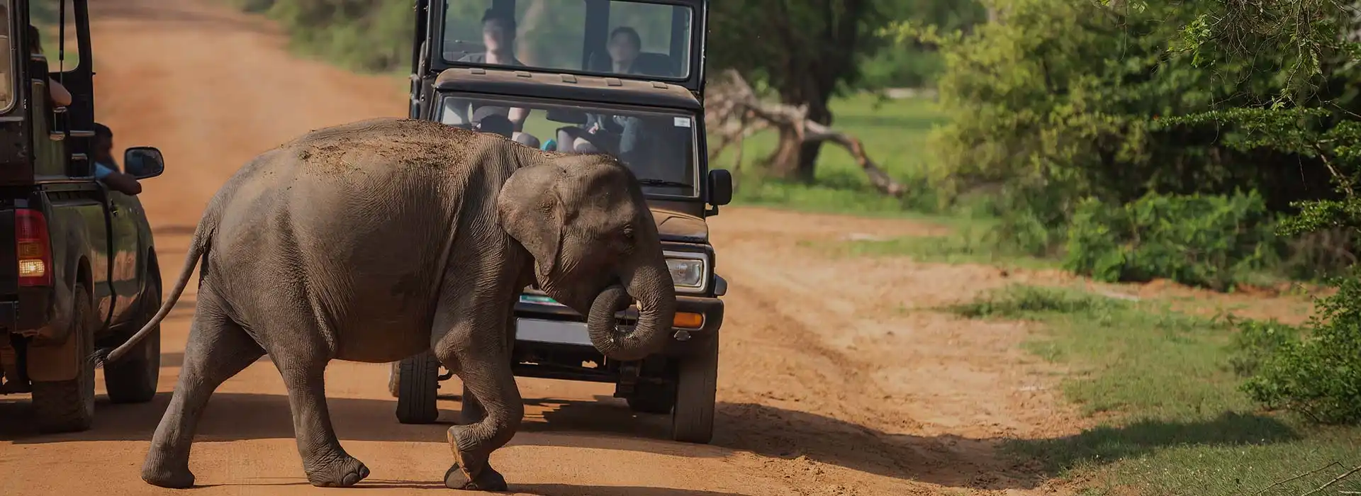 Best safari parks in Sri Lanka, Sri Lanka safari, Yala safari, Udawalawe safari, Wilpattu safari, Minneriya safari, Sri Lanka wildlife tours, best national parks in Sri Lanka