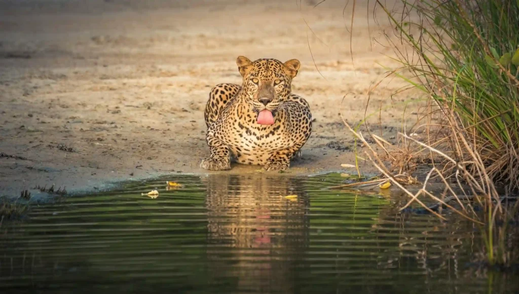 Yala safari, Yala National Park safari, Yala leopard safari, Sri Lanka wildlife safari, Yala jeep safari, best time to visit Yala National Park