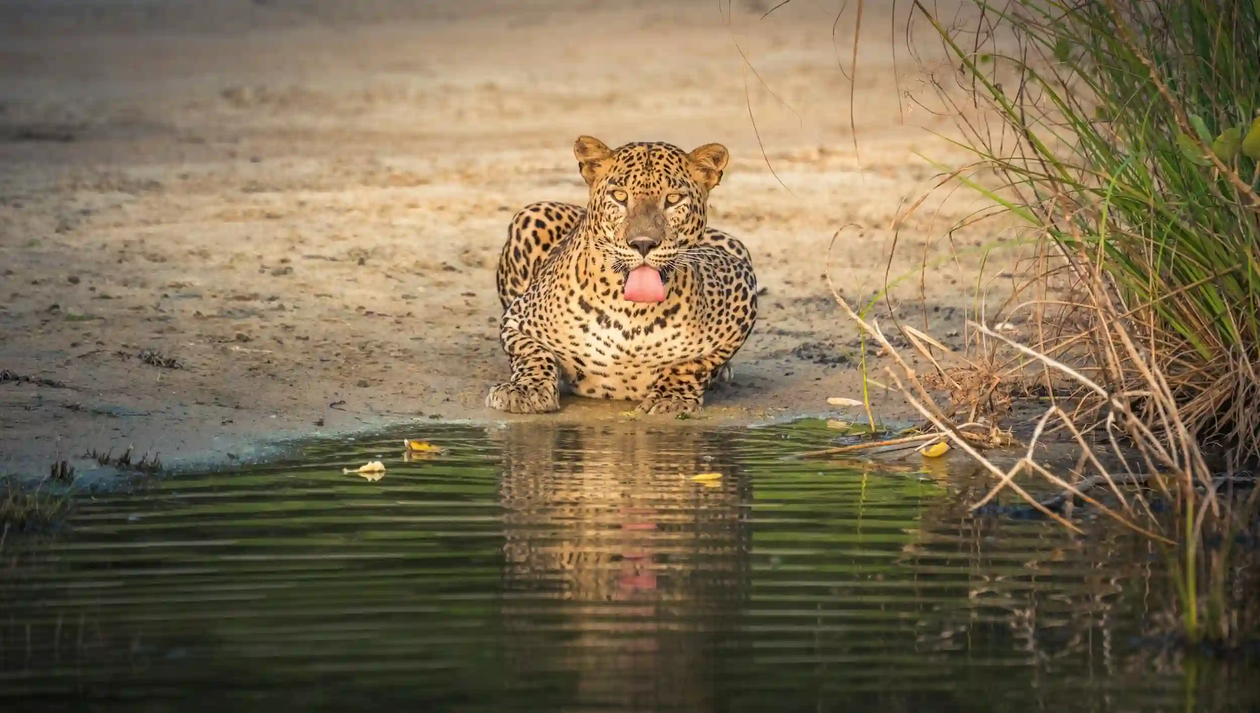 Yala safari, Yala National Park safari, Yala leopard safari, Sri Lanka wildlife safari, Yala jeep safari, best time to visit Yala National Park
